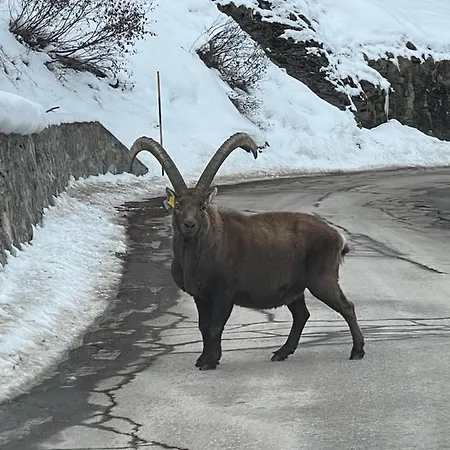 Gran Paradiso Отель