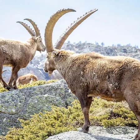 מלון Gran Paradiso 3*