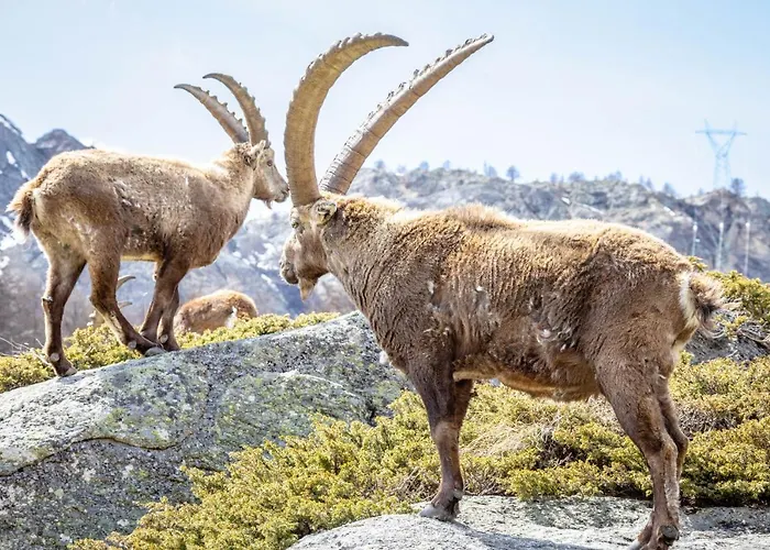 Hotel Gran Paradiso 3*